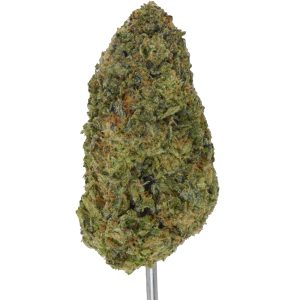 Baccio Cream Gelato THCa Flower