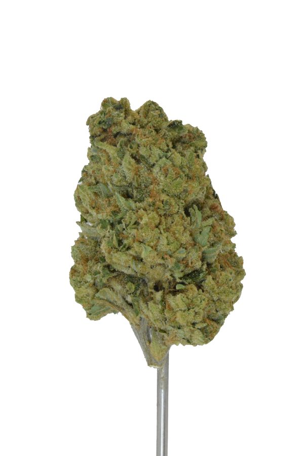 Banana Punch THCa Flower - Image 5